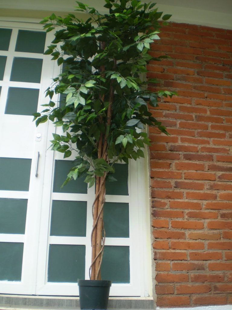 Arbol bambú